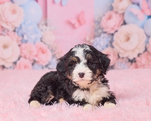 Lena Mini Bernedoodle